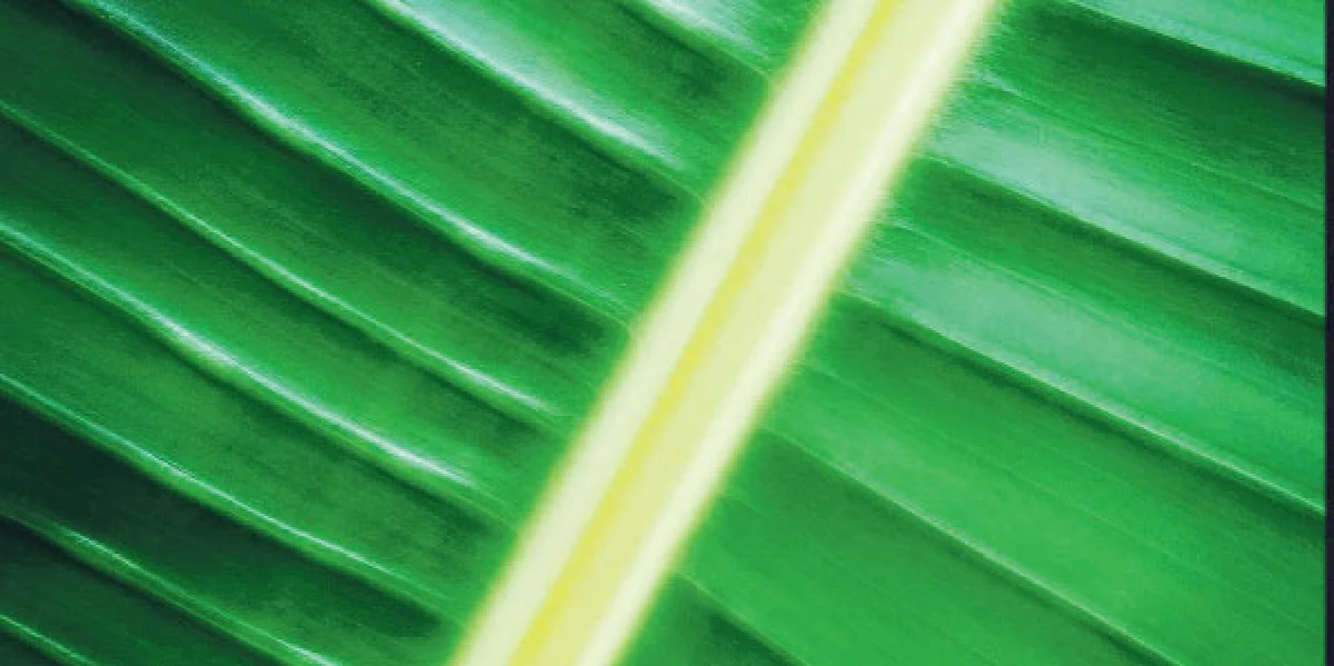 Art of Nature