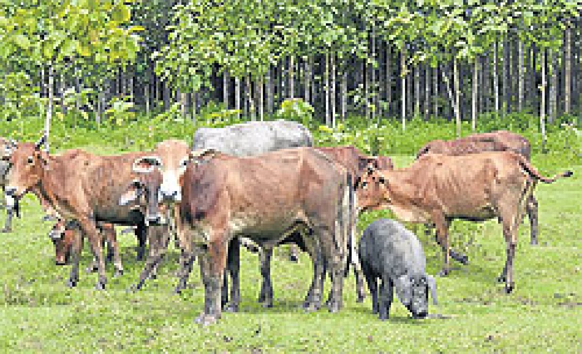 หมูเลี้ยงฝูงวัว