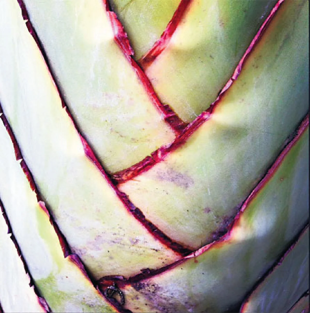 Art of Nature