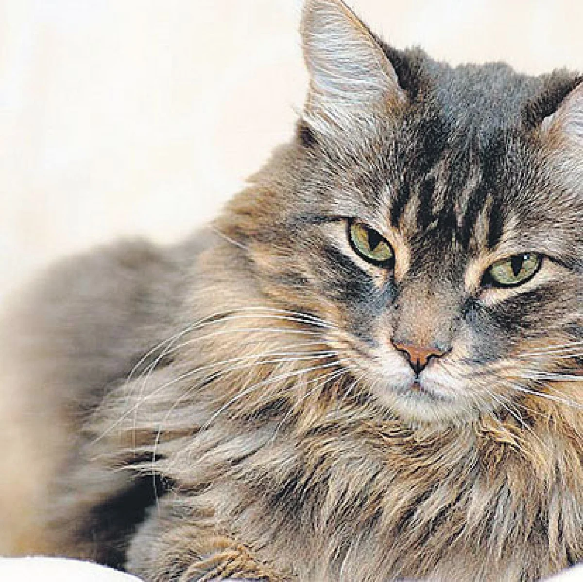 แมวไขความลับรักษาเอดส์