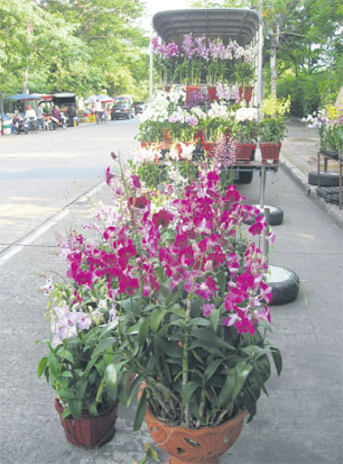 เบิกบานที่ตลาดกล้วยไม้ หลังพาราไดซ์พาร์ค