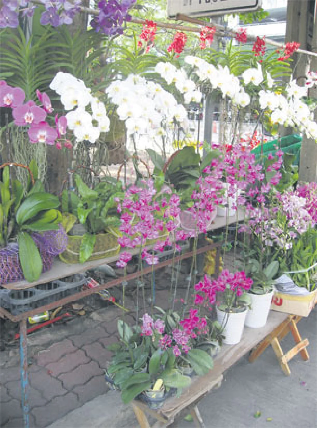 เบิกบานที่ตลาดกล้วยไม้ หลังพาราไดซ์พาร์ค