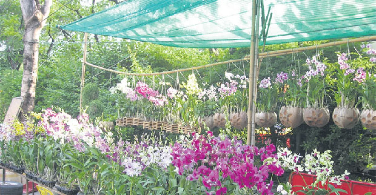 เบิกบานที่ตลาดกล้วยไม้ หลังพาราไดซ์พาร์ค