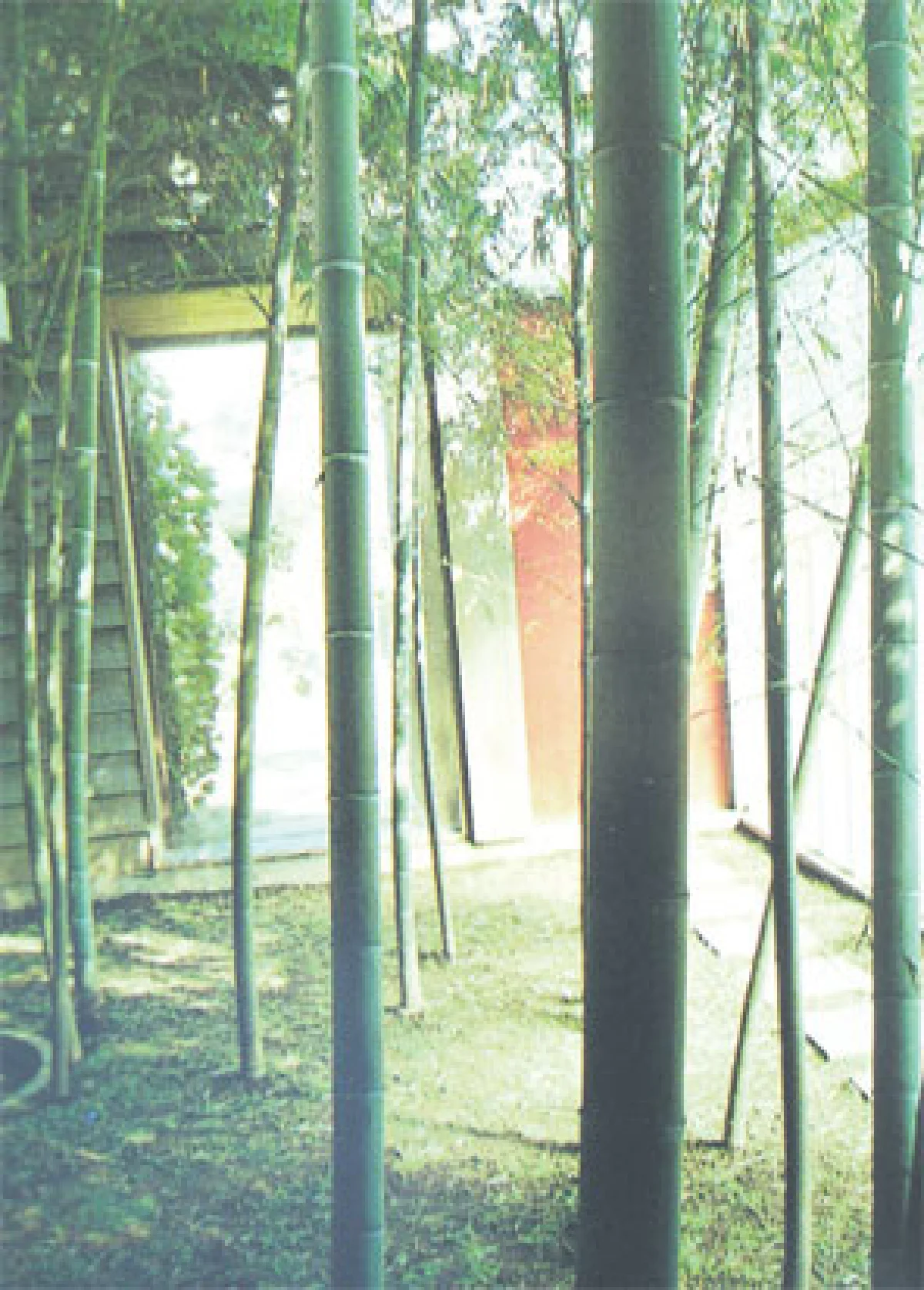 ชมสวนไผ่ในญี่ปุ่น