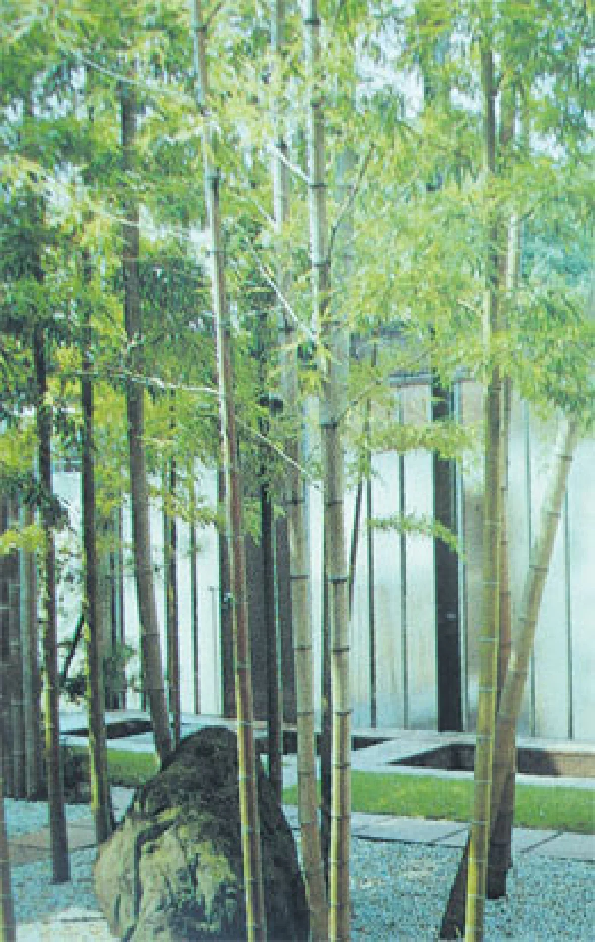 ชมสวนไผ่ในญี่ปุ่น