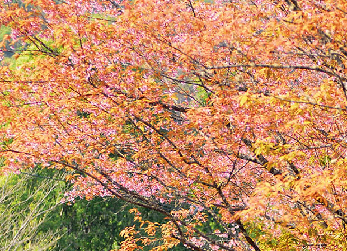‘ย่างพระบาทที่ยาตรา’ 50 ปีหลังภาพของแผ่นดิน