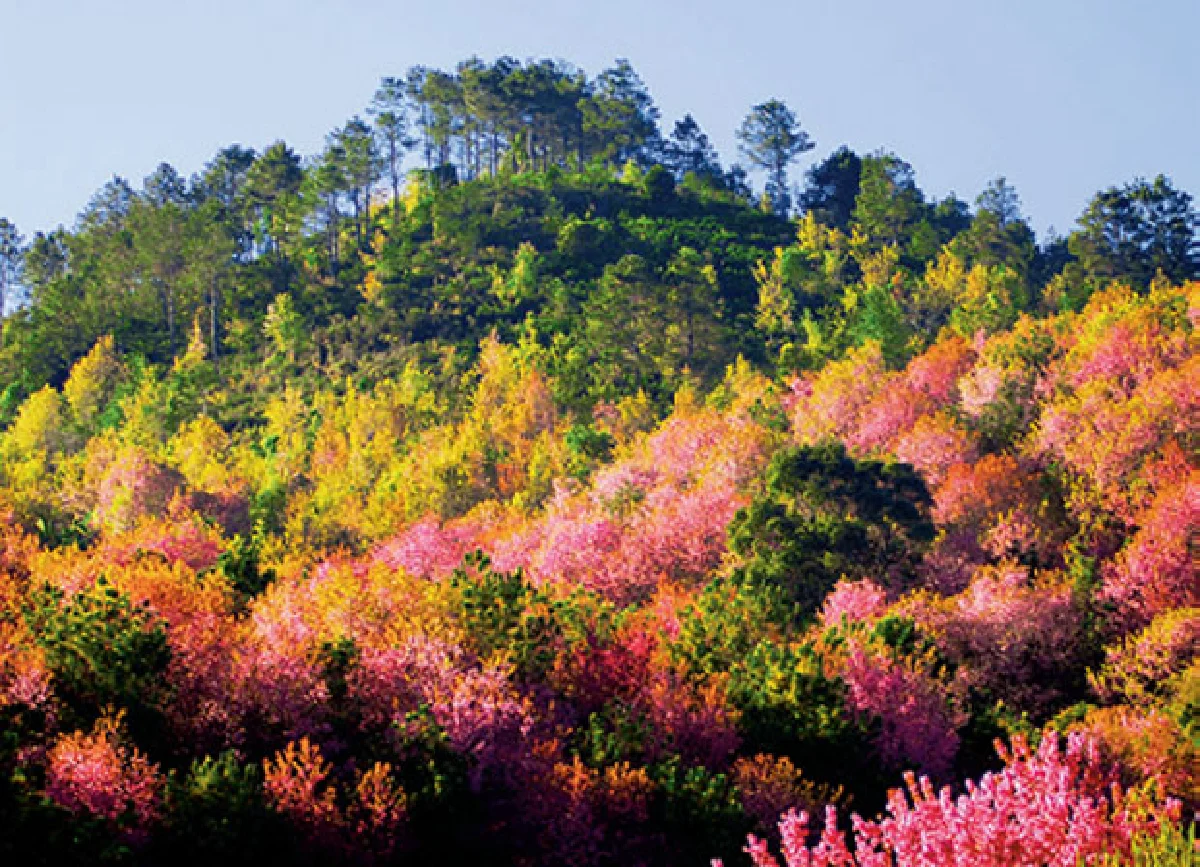 ‘ย่างพระบาทที่ยาตรา’ 50 ปีหลังภาพของแผ่นดิน