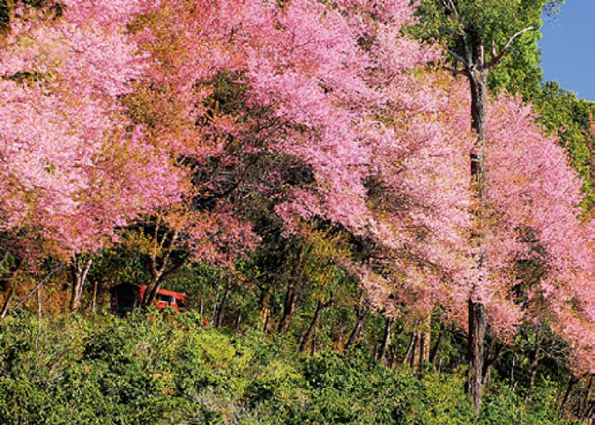 ‘ย่างพระบาทที่ยาตรา’ 50 ปีหลังภาพของแผ่นดิน