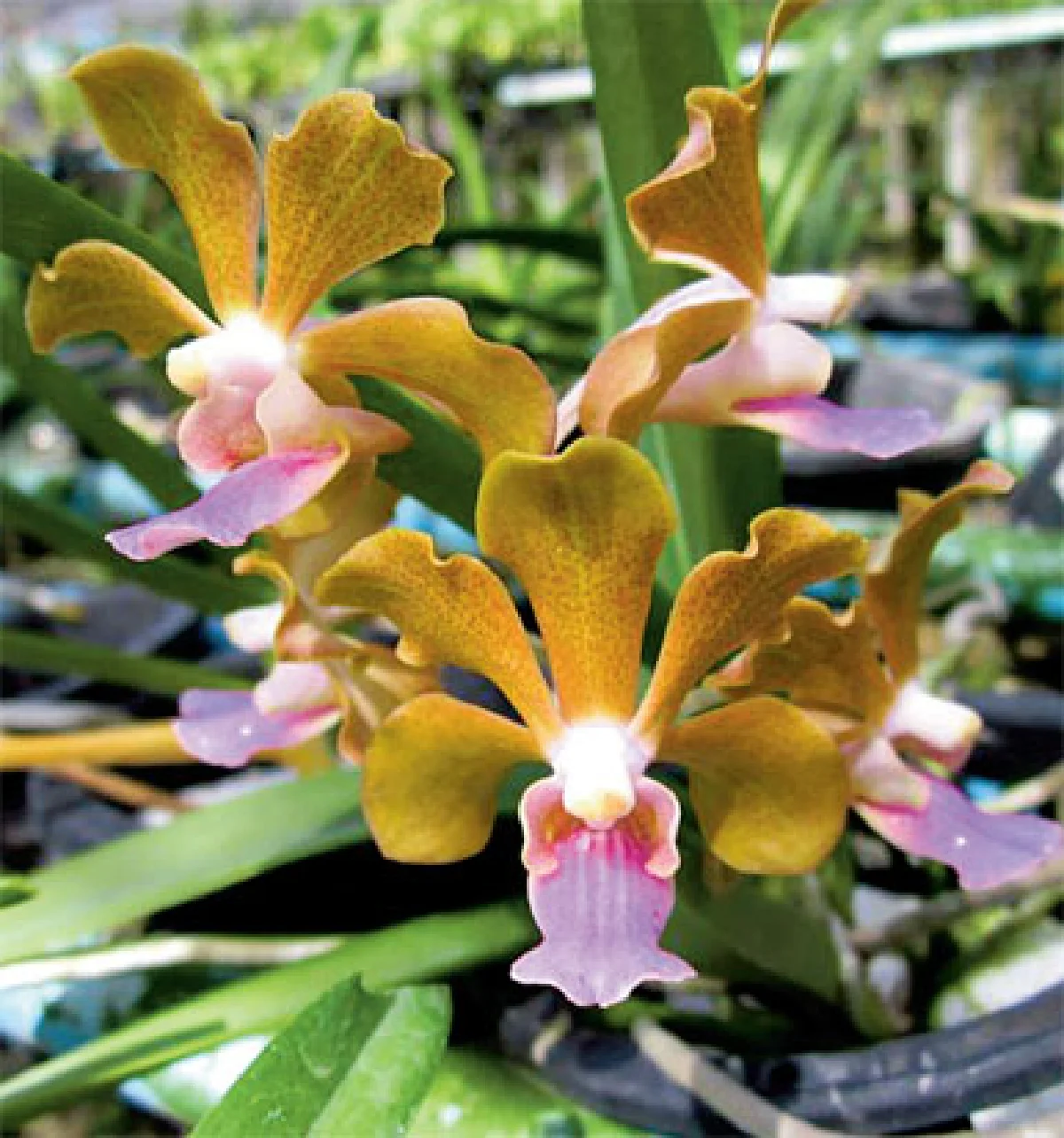 วิกฤต-ทางรอดไม้ดอกไม้ประดับไทย