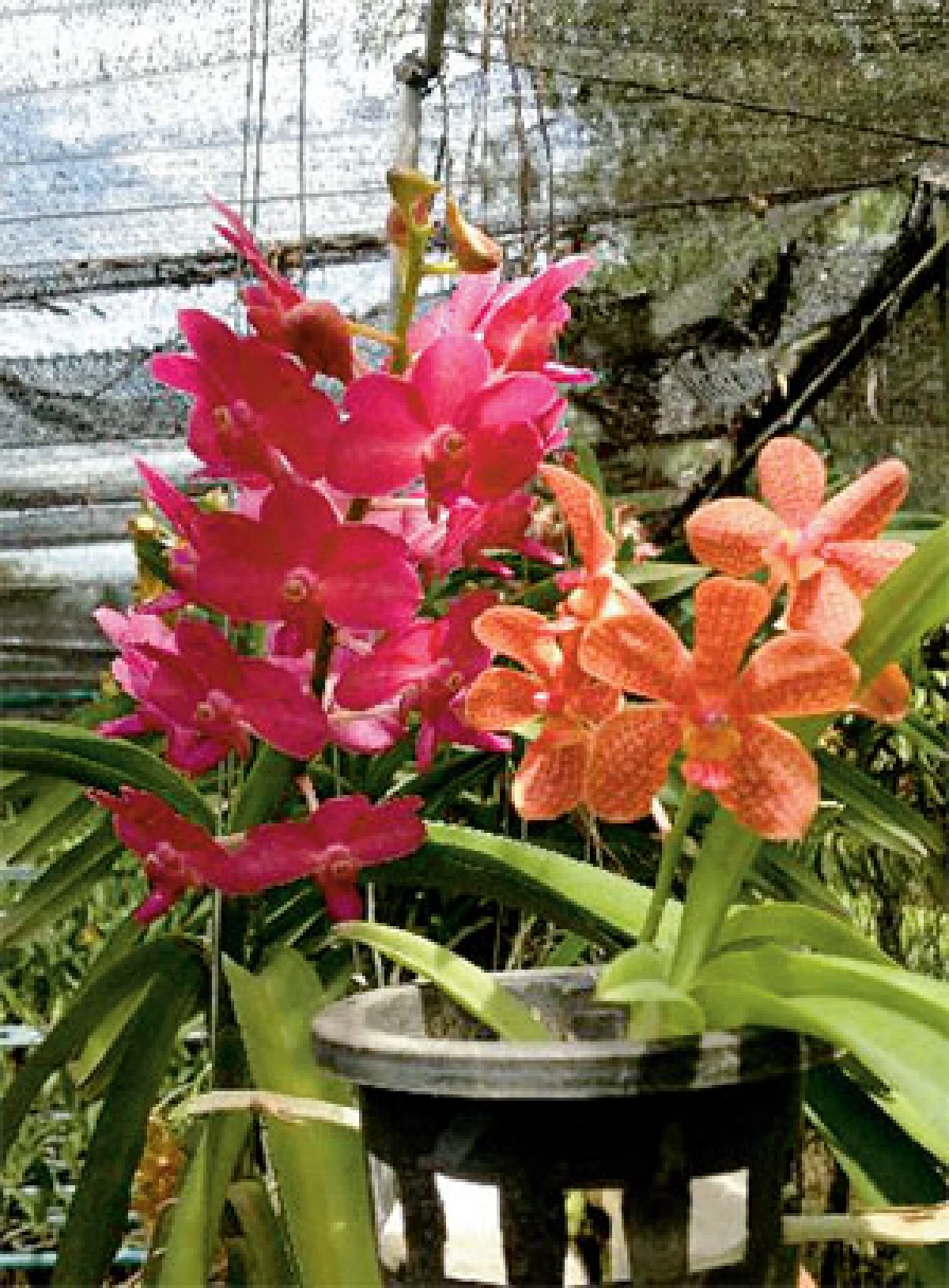 วิกฤต-ทางรอดไม้ดอกไม้ประดับไทย