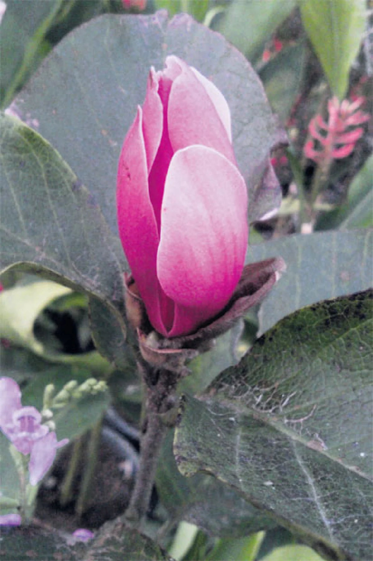 พันธุ์ไม้ซึ่งสมเด็จพระปิยะมหาราชทรงโปรด