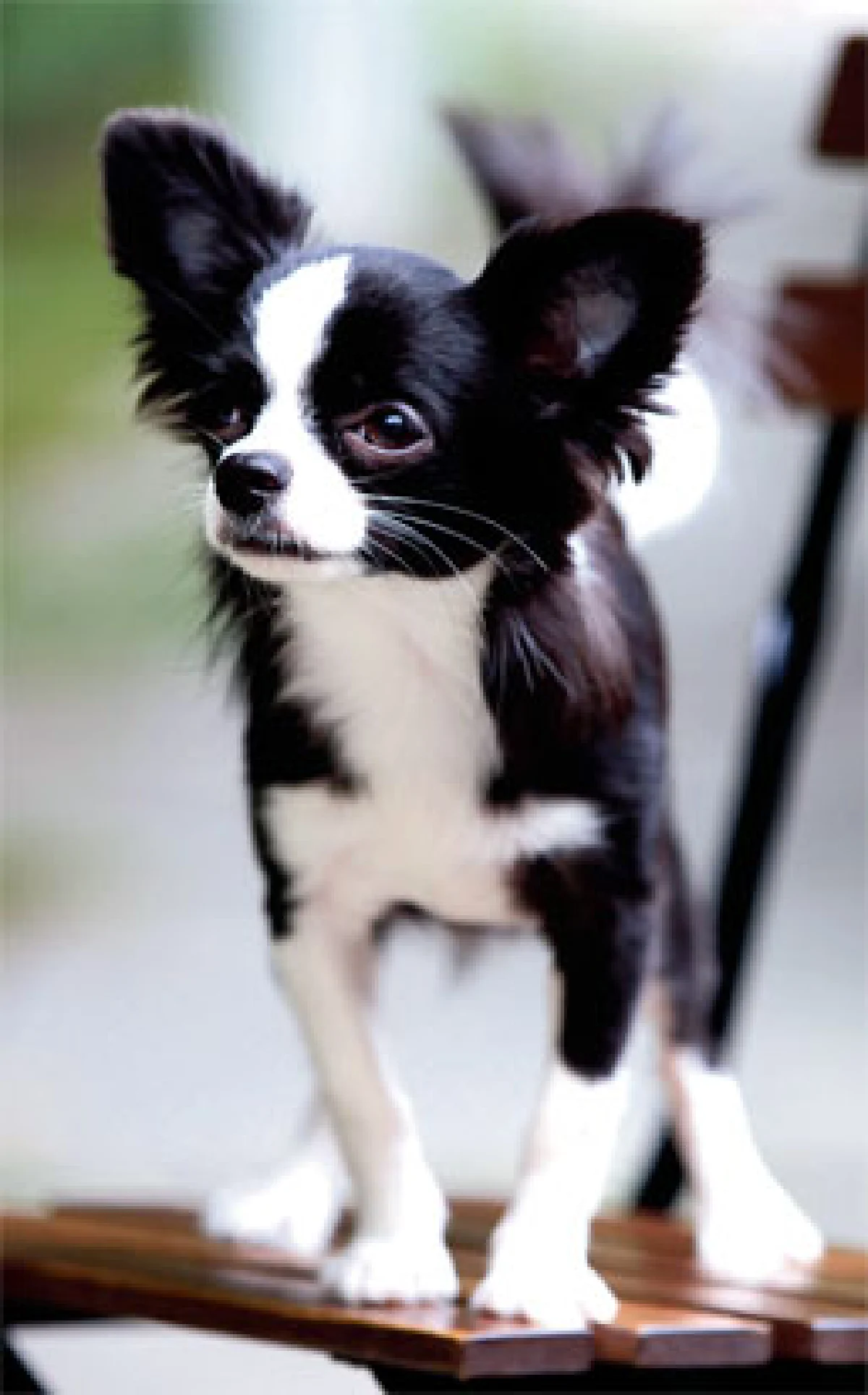 รูนีย์ บัดดี้ของหนุ่ม เบนสันติราษฎร์ กุลนพเกียรติ