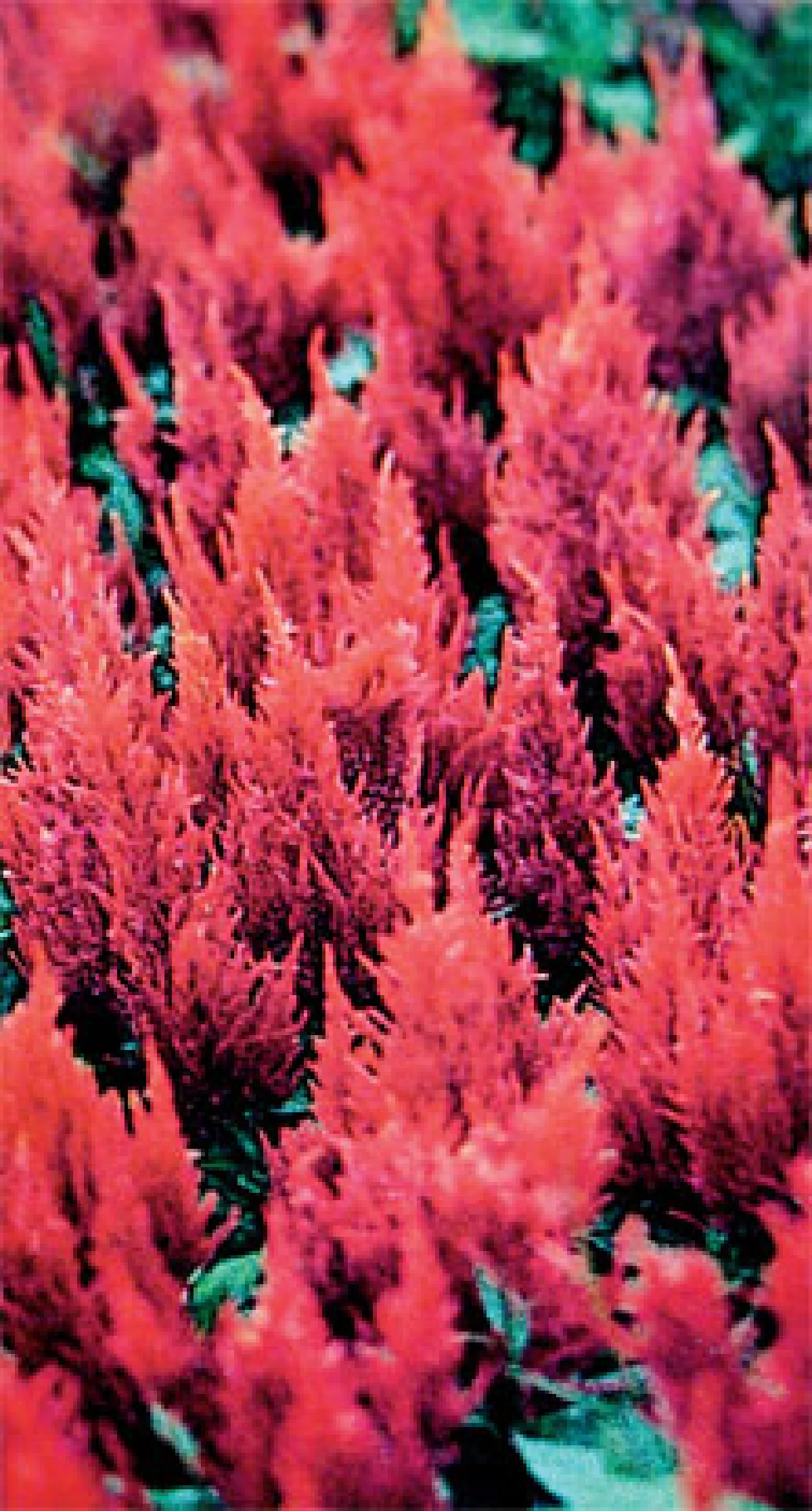 รับฤดูร้อนด้วยสร้อยไก่และหงอนไก่