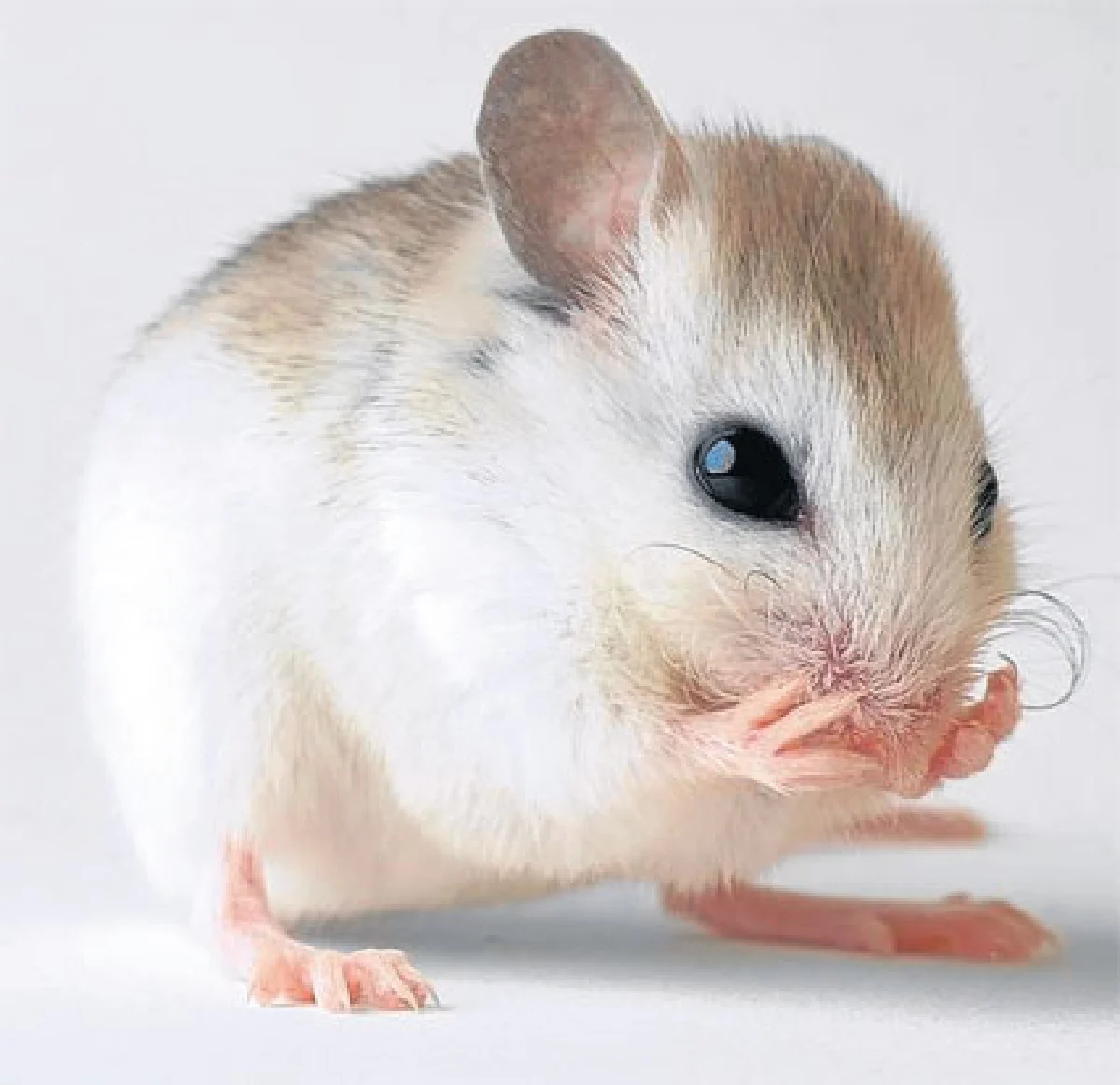 'น้ำตาหนู' บอก 'อย่าปล้ำหนู'