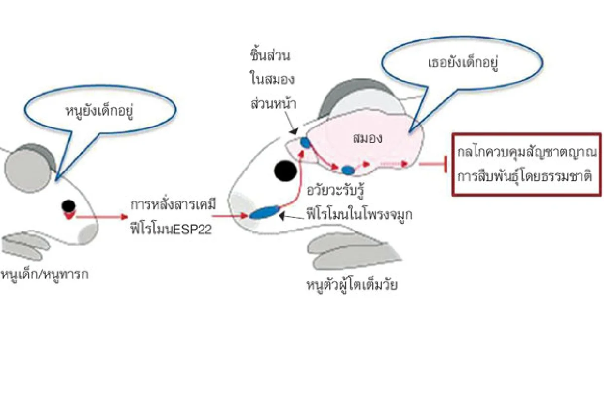 'น้ำตาหนู' บอก 'อย่าปล้ำหนู'