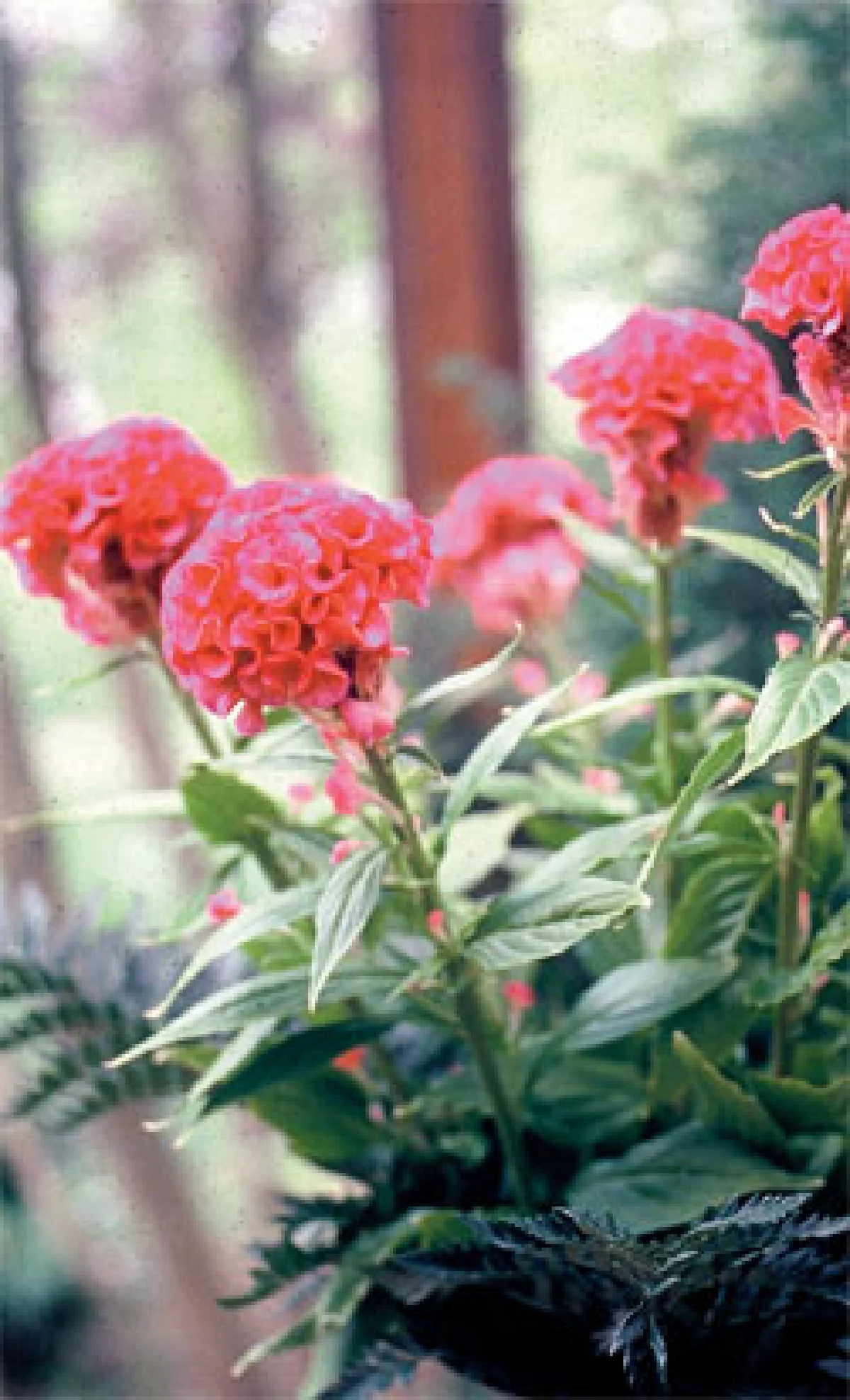 รับฤดูร้อนด้วยสร้อยไก่และหงอนไก่