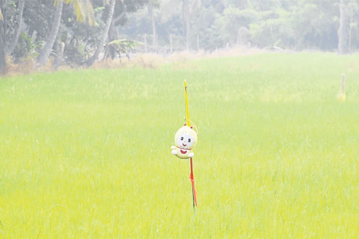 หุ่นไล่กาโดเรมี่ หุ่นไล่กาโดเรมี่