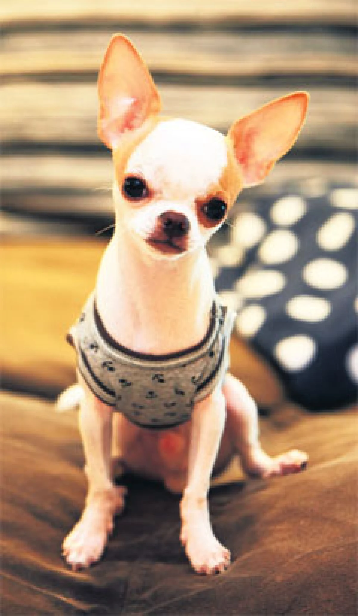 น็อตโตะ กับความสุขของ (เจ้า) กะทิ