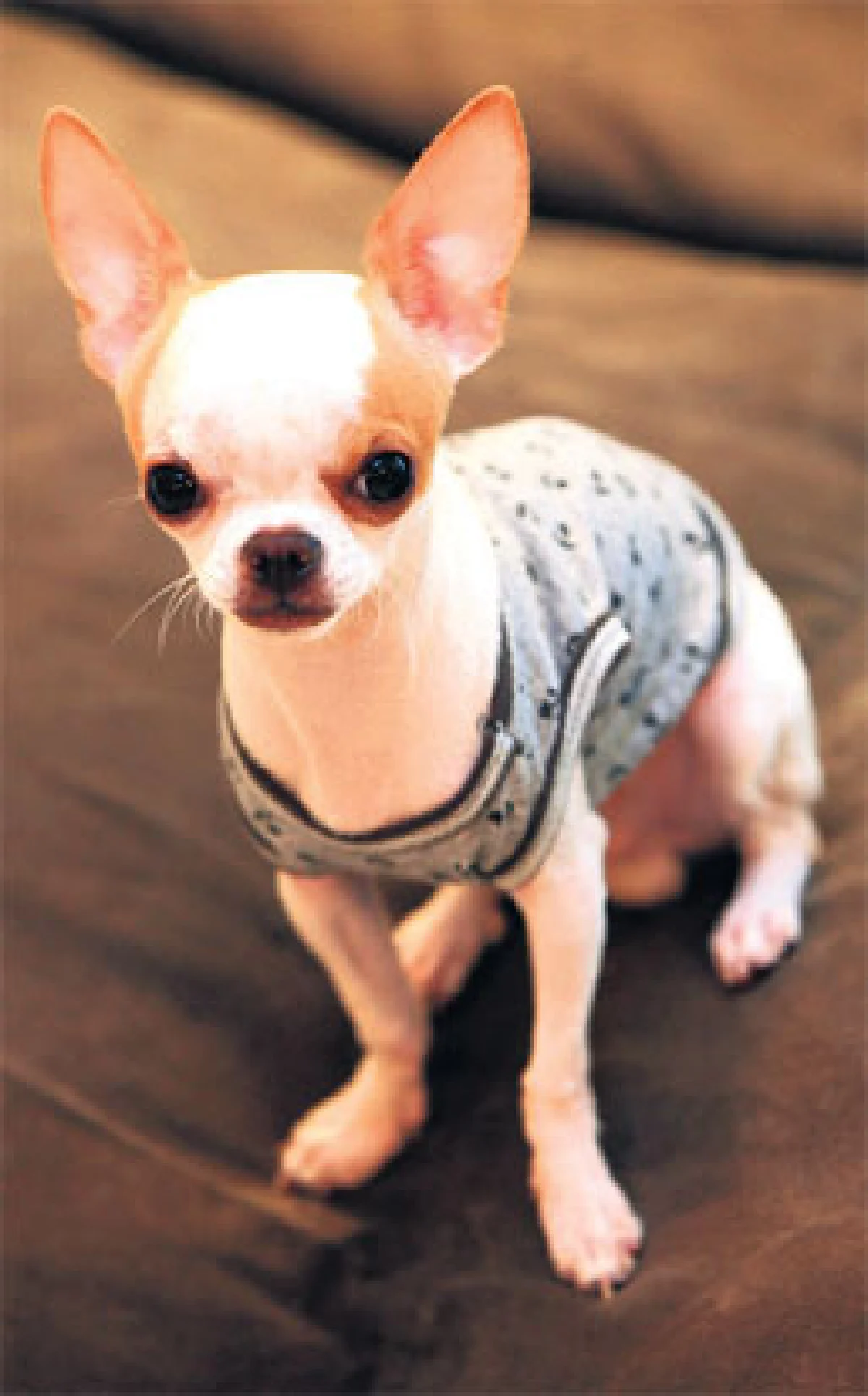 น็อตโตะ กับความสุขของ (เจ้า) กะทิ