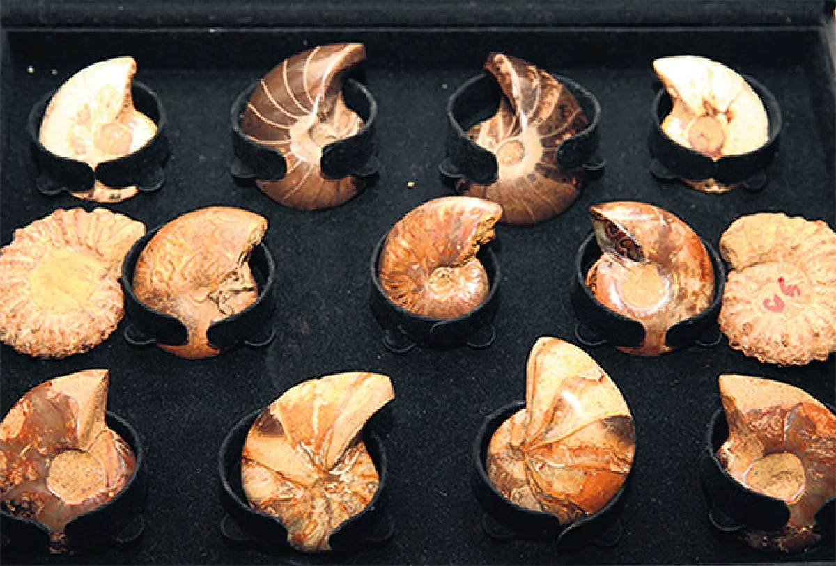 วีระวัฒน์ ศักดิ์ธนะเศรษฐ นักสะสมพระและหินโบราณอายุนับล้านปี