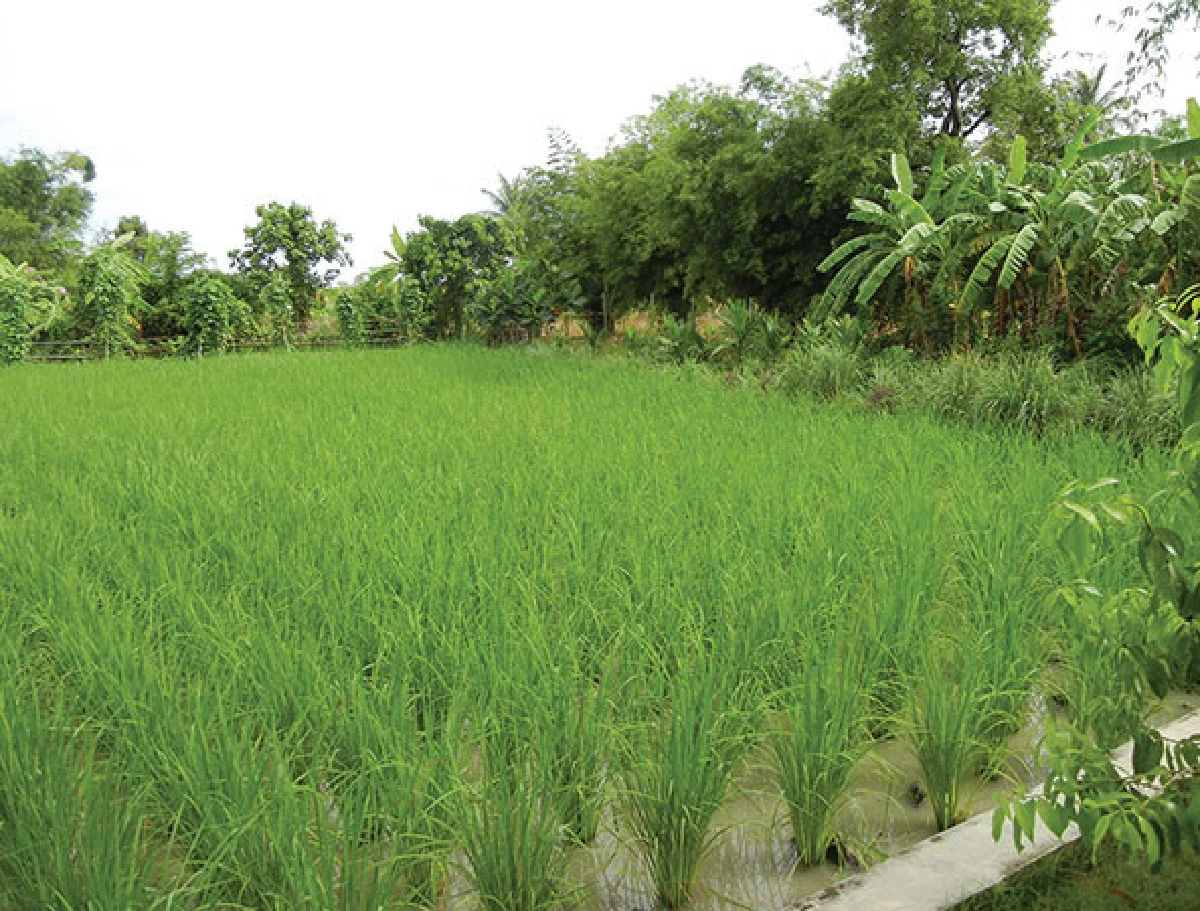 วิชิต มุกุระ ‘เกิดเป็นคนไทย ทุกคนเป็นชาวนาได้’