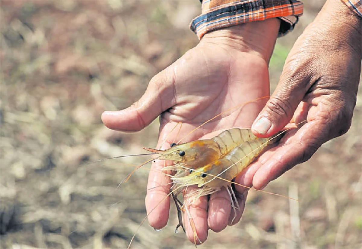 Co-Culture เลี้ยงสัตว์น้ำ 3 in 1