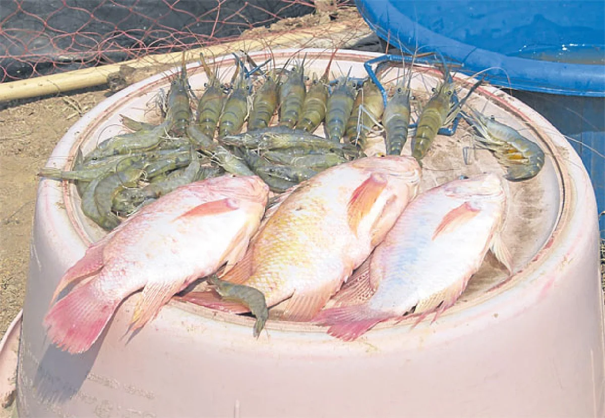 Co-Culture เลี้ยงสัตว์น้ำ 3 in 1