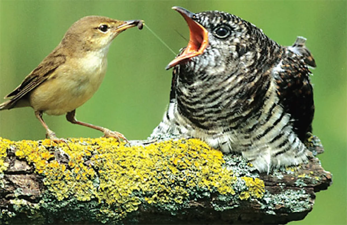 สงครามชีวิตฝากเลี้ยง