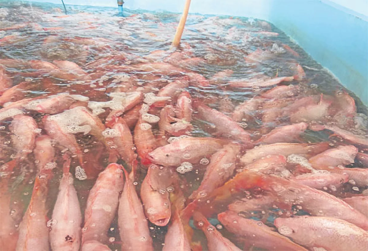 Co-Culture เลี้ยงสัตว์น้ำ 3 in 1