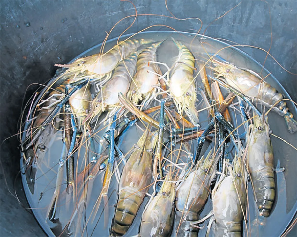 Co-Culture เลี้ยงสัตว์น้ำ 3 in 1