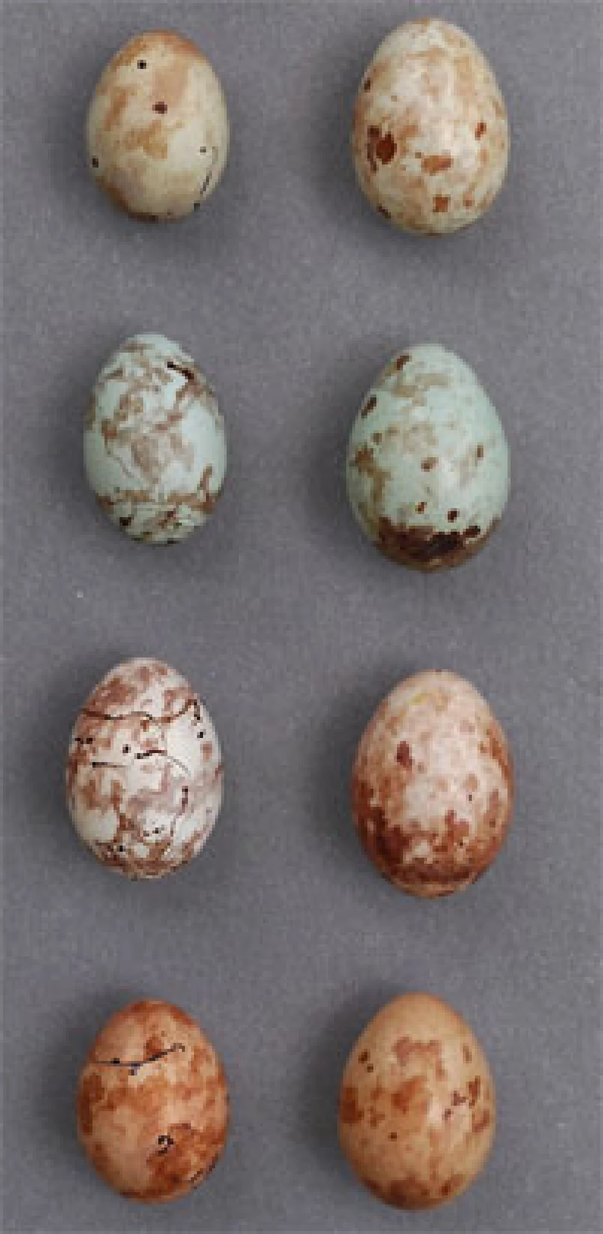 สงครามชีวิตฝากเลี้ยง