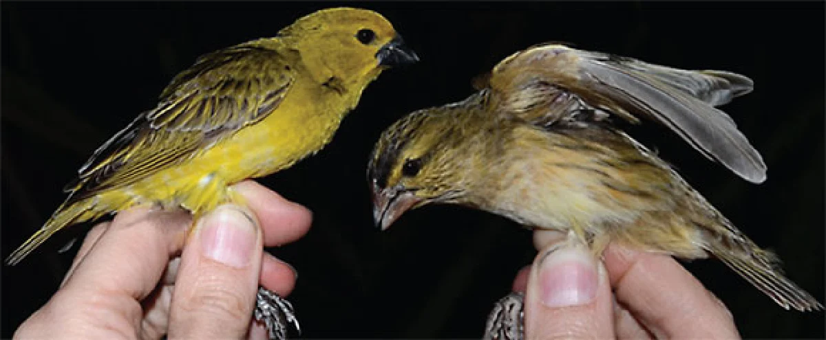 สงครามชีวิตฝากเลี้ยง