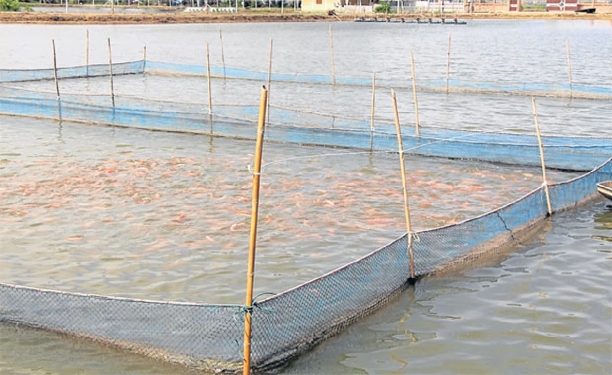 Co-Culture เลี้ยงสัตว์น้ำ 3 in 1