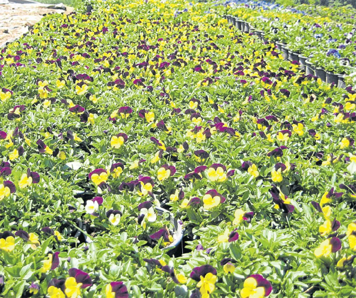 ปลูกแพนซีที่ผาตั้ง