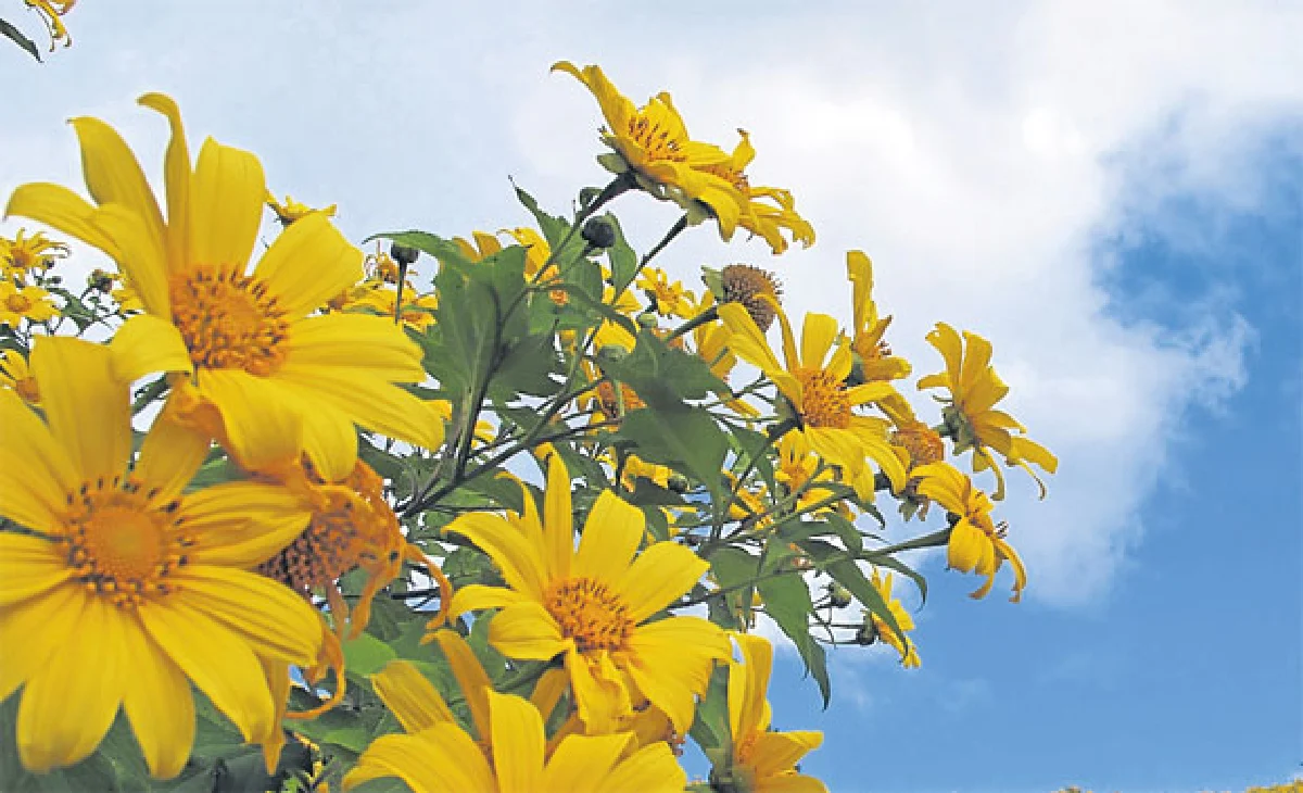 ปลายทางที่ ปางอุ๋ง