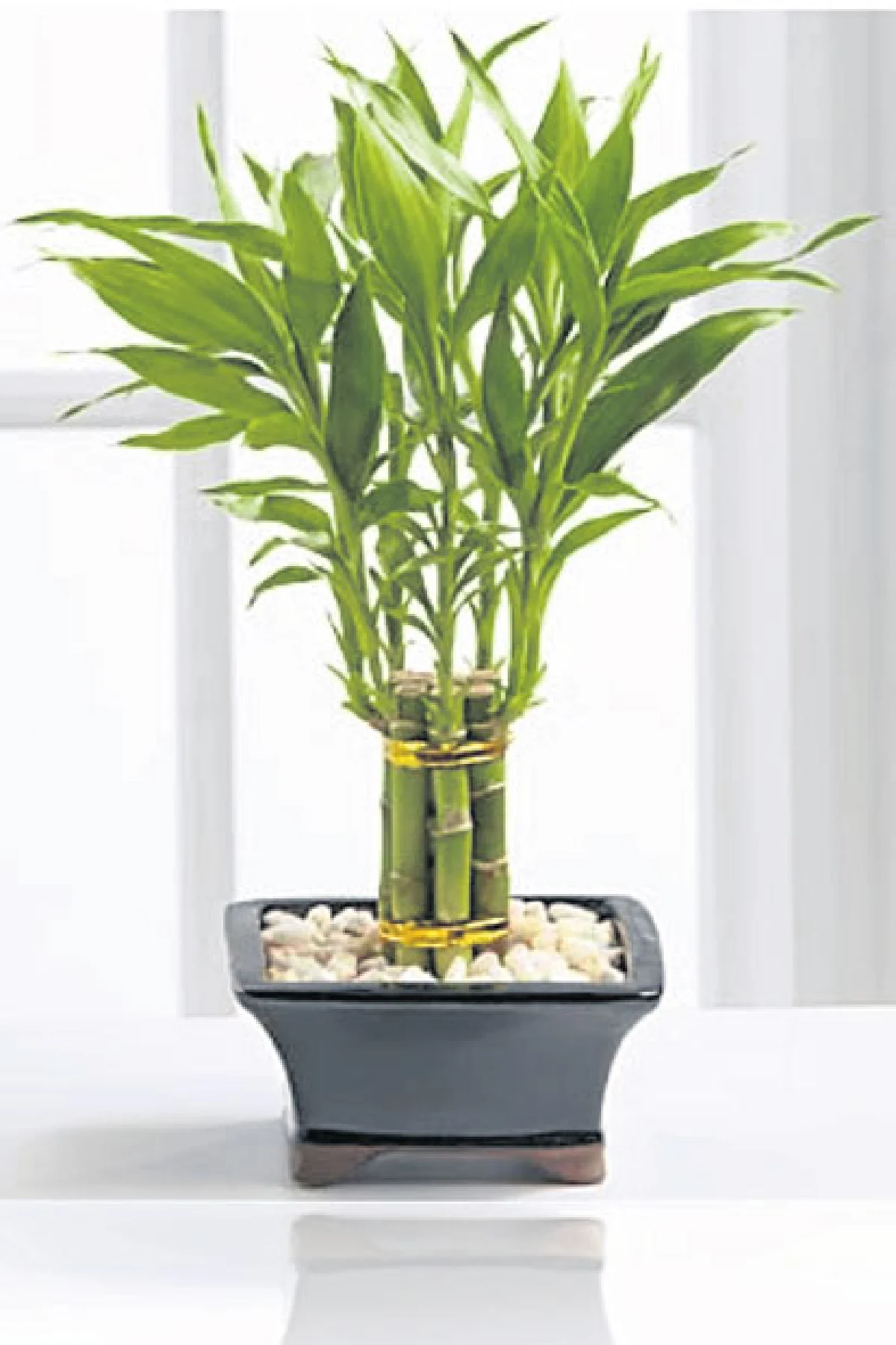 แต่งบ้านออฟฟิศ...รับโชคปีม้า