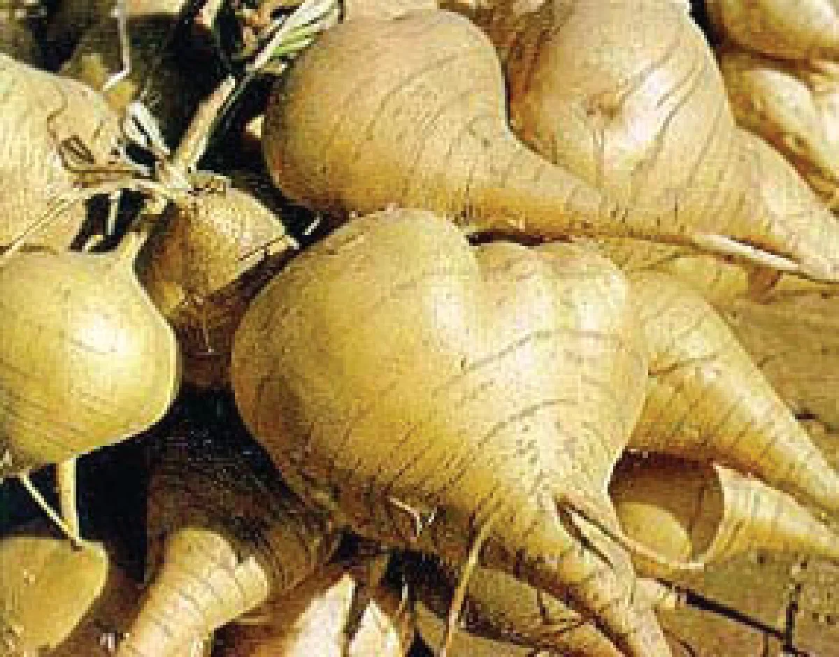 มันมีดี