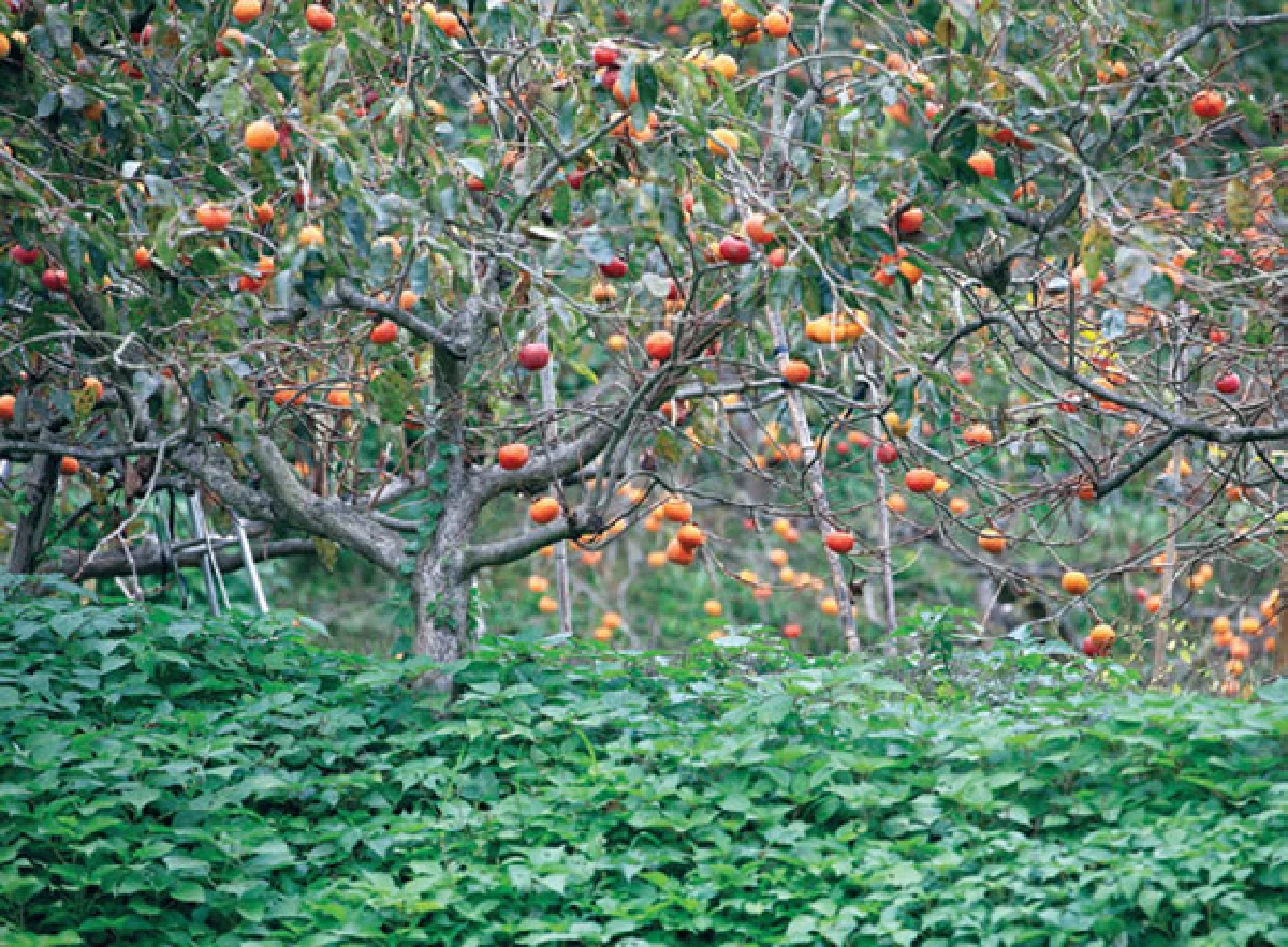 ”กิน” อยู่กับที่  โออิตะ คุมาโมโต้ เบบปุ