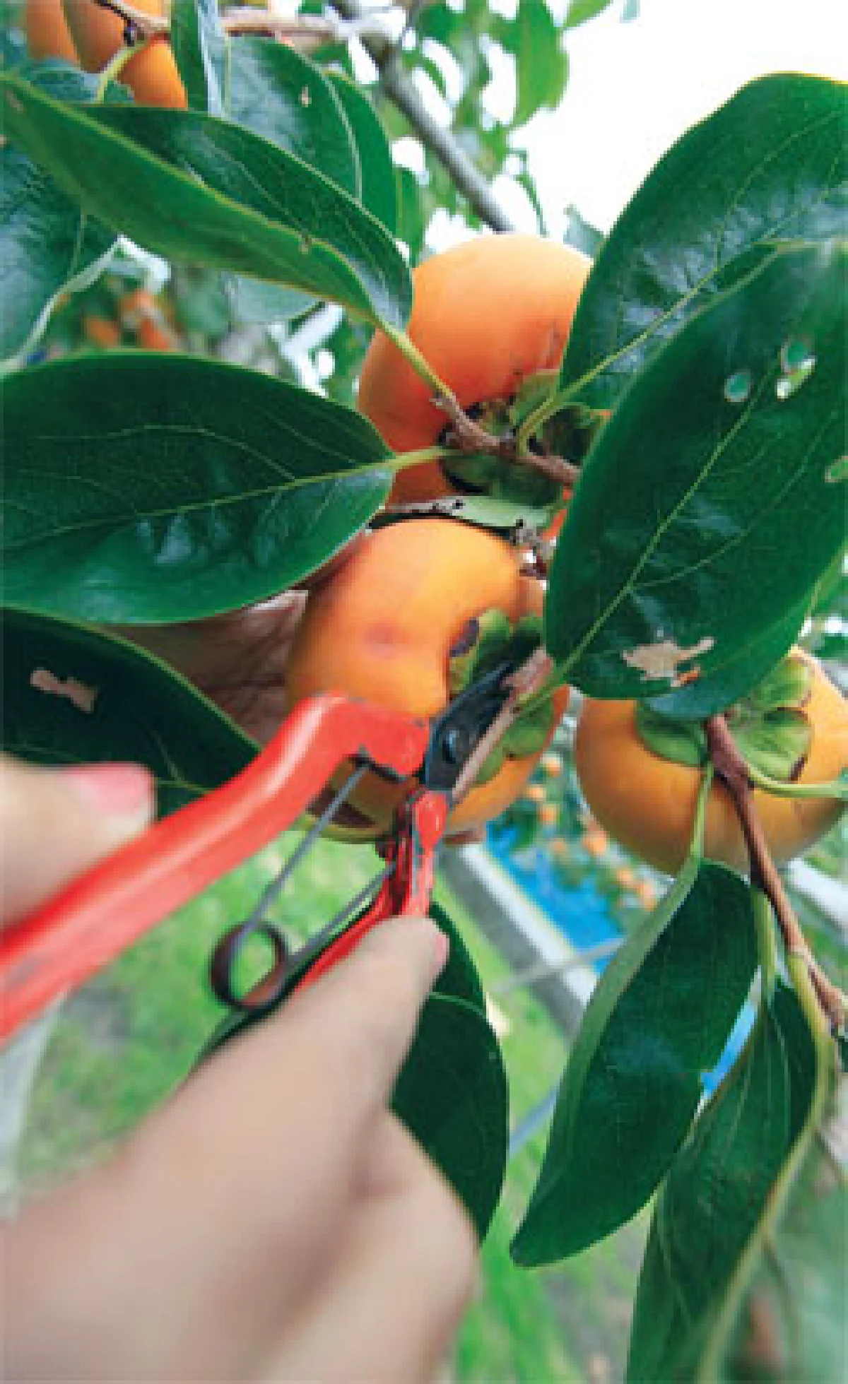 ”กิน” อยู่กับที่  โออิตะ คุมาโมโต้ เบบปุ