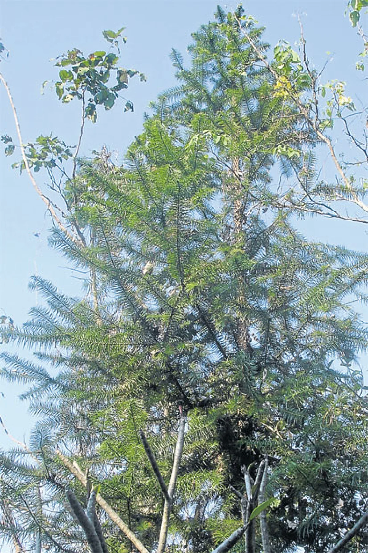 สนประดับการปลูกเลี้ยง/ดูแลรักษา (2)