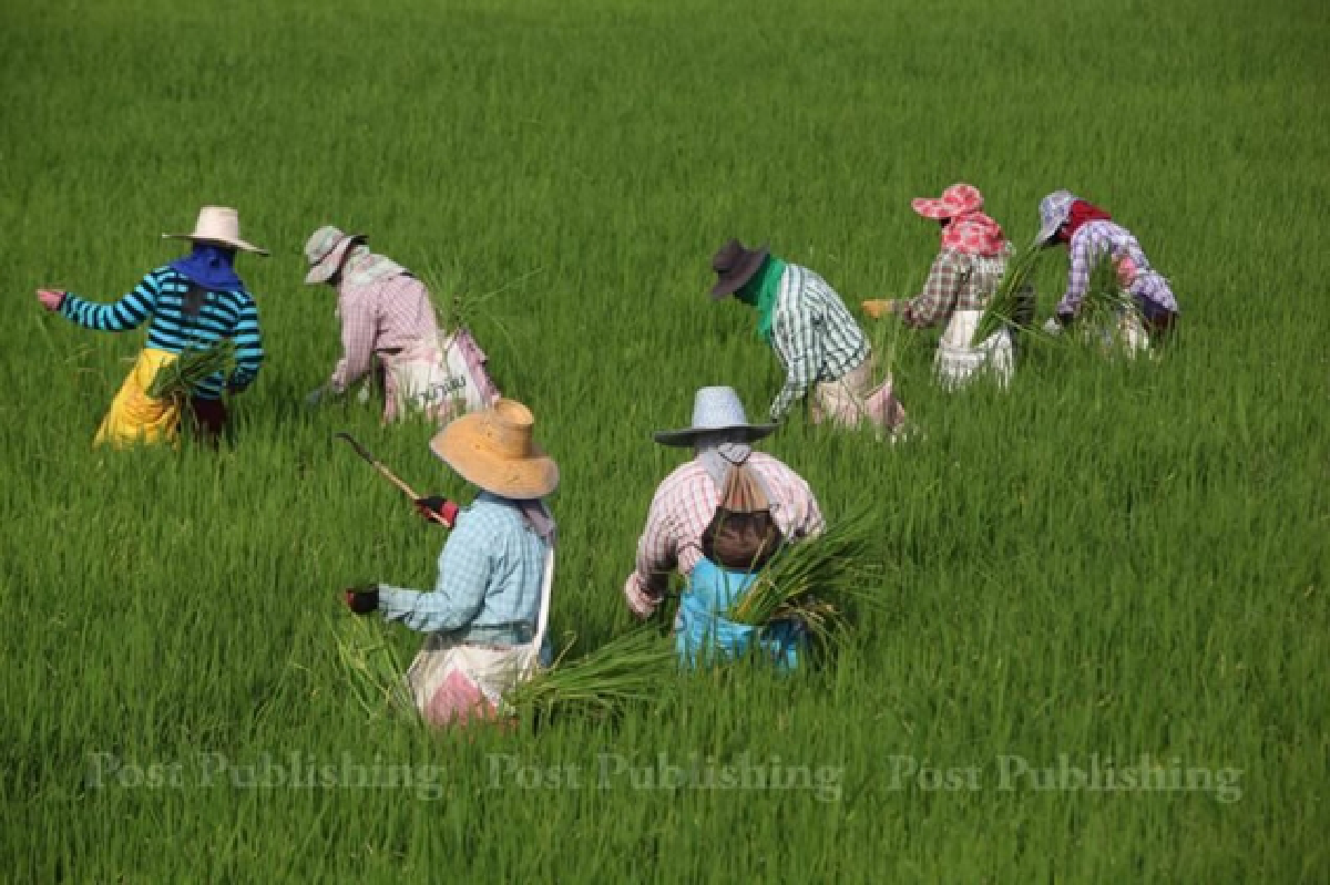 PM faces NACC rice probe