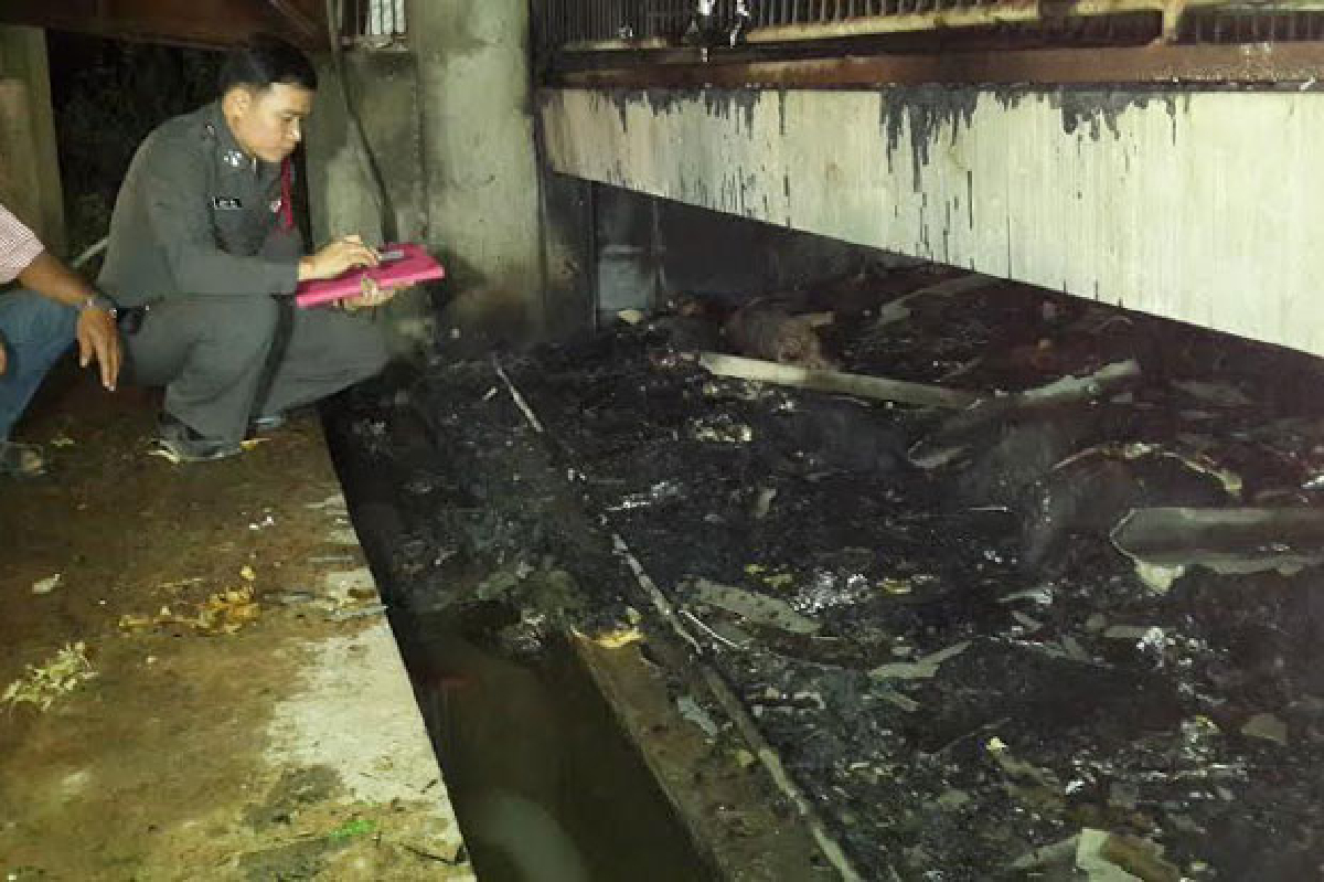 ไฟไหม้ฟาร์มหมูคลอกตาย650ตัว ไฟไหม้ฟาร์มหมูคลอกตาย650ตัว