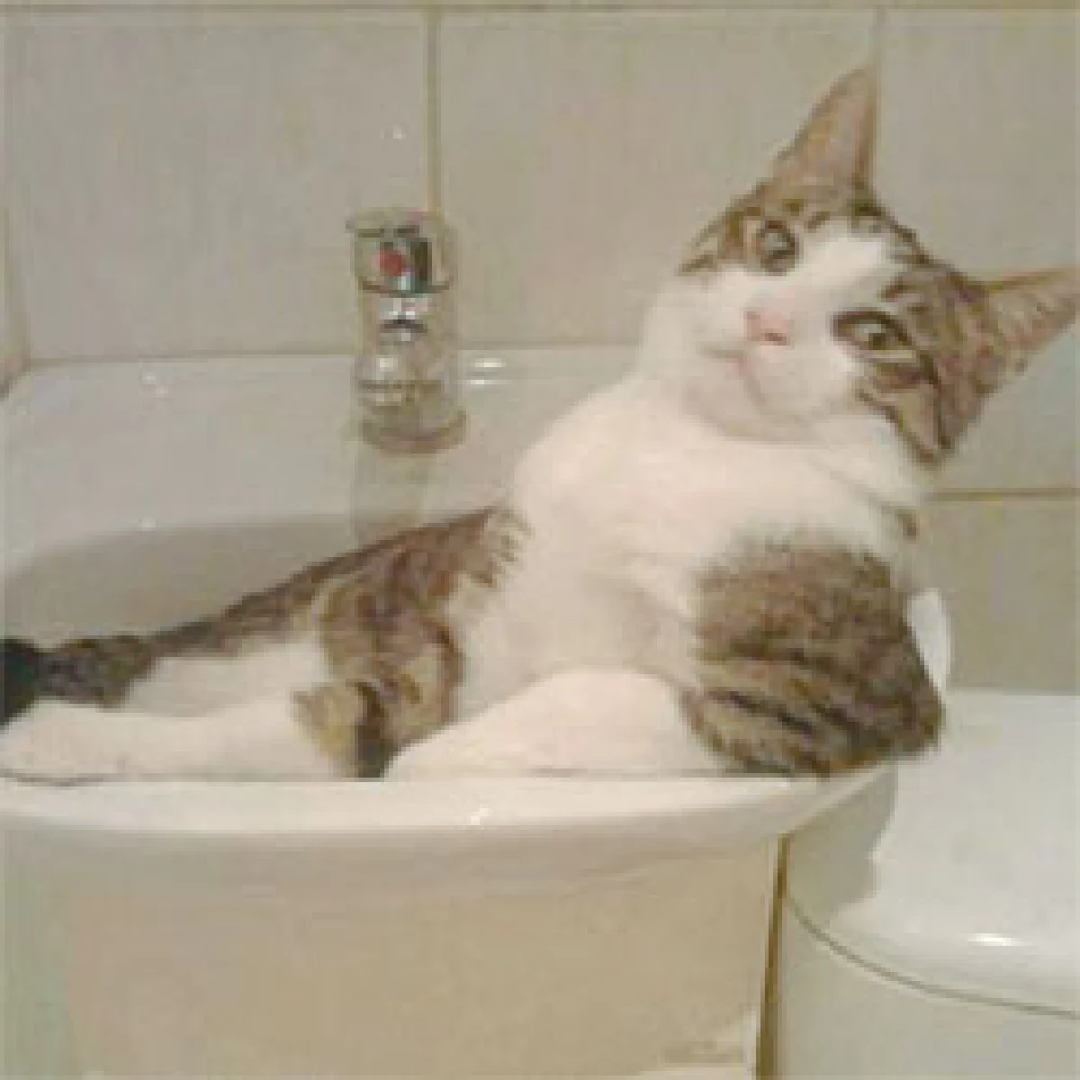 เทรนด์ประหลาดยัดน้องเหมียวใส่โหล