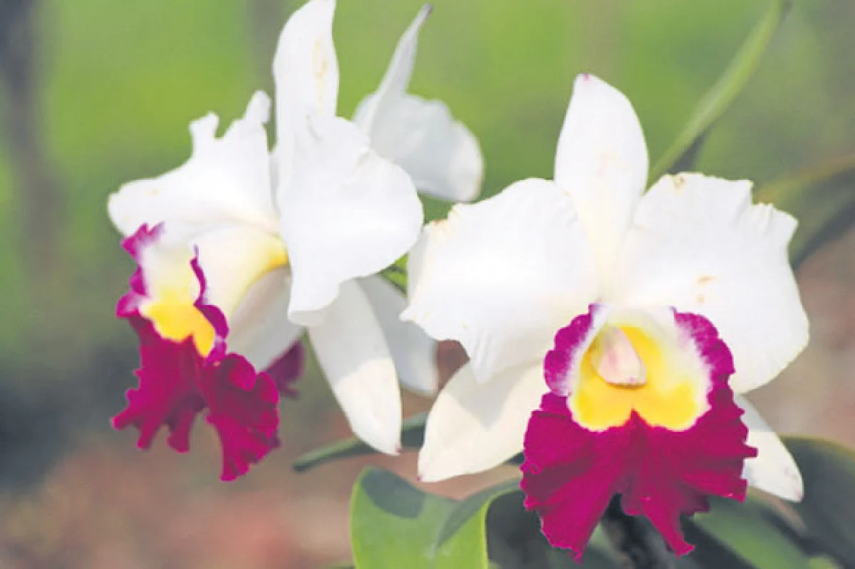 เดอะบลูมส์ ออร์คิด ปาร์ค อลังการอุทยานกล้วยไม้