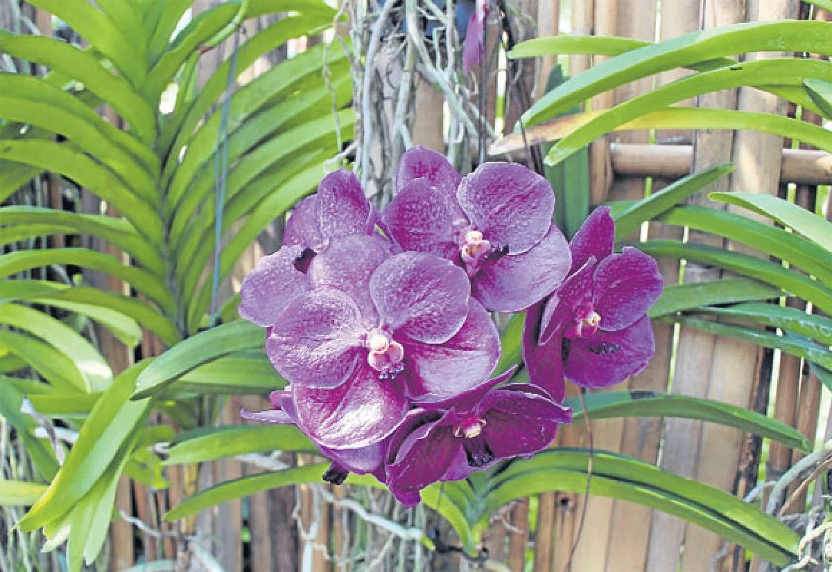 เดอะบลูมส์ ออร์คิด ปาร์ค อลังการอุทยานกล้วยไม้