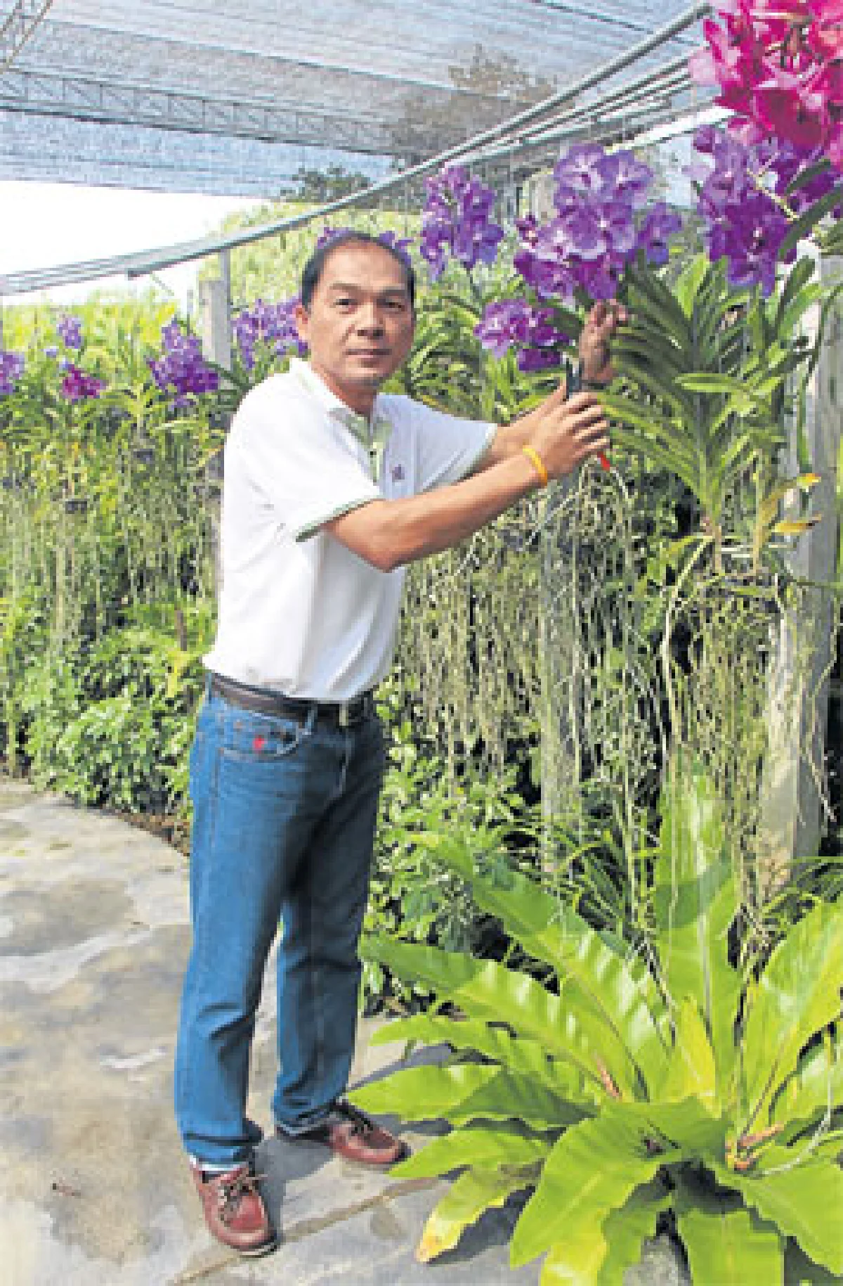 เดอะบลูมส์ ออร์คิด ปาร์ค อลังการอุทยานกล้วยไม้