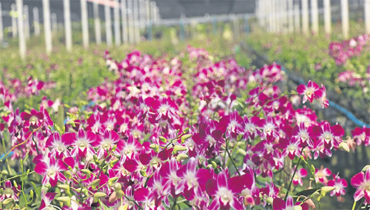 เดอะบลูมส์ ออร์คิด ปาร์ค อลังการอุทยานกล้วยไม้