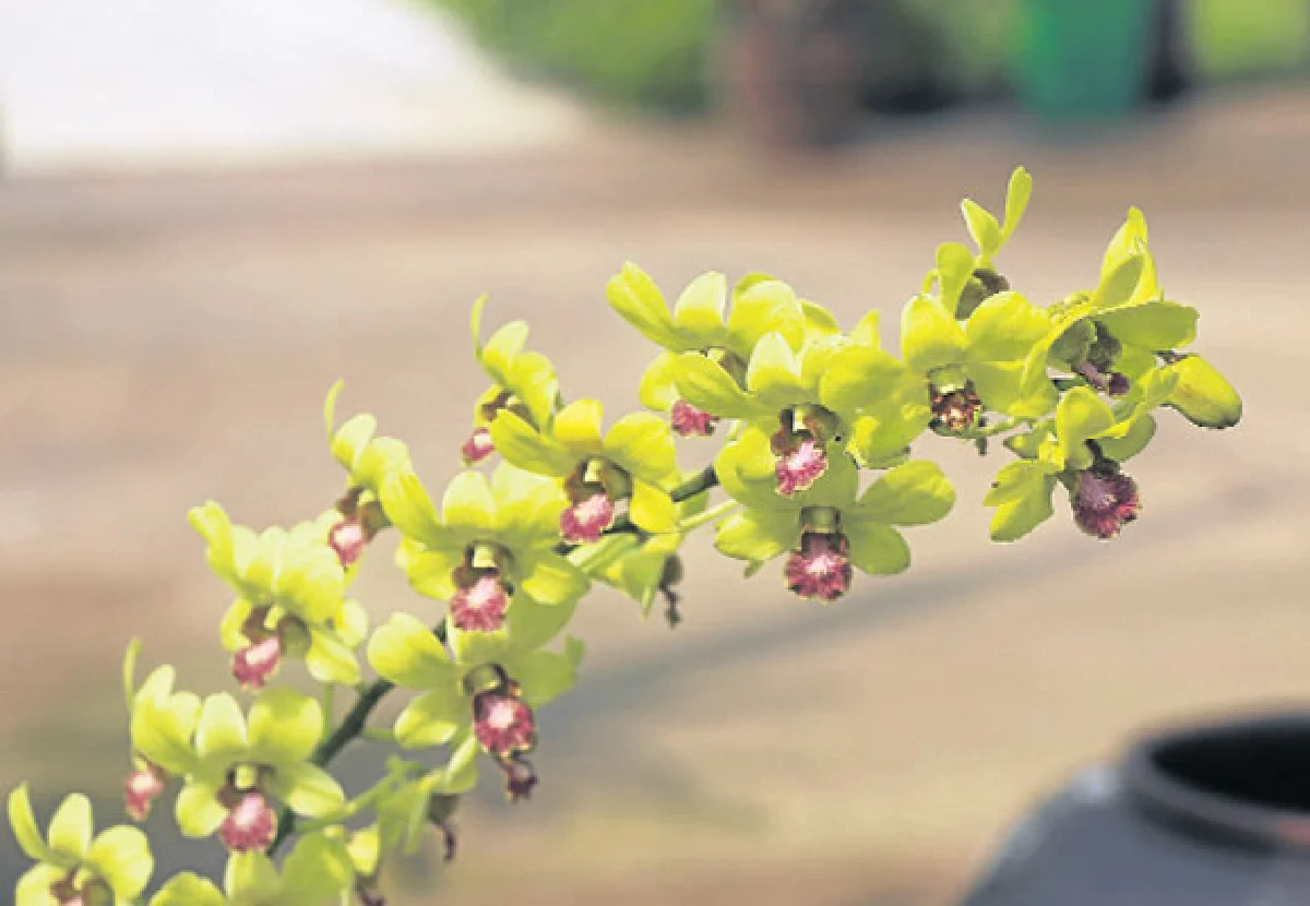 เดอะบลูมส์ ออร์คิด ปาร์ค อลังการอุทยานกล้วยไม้