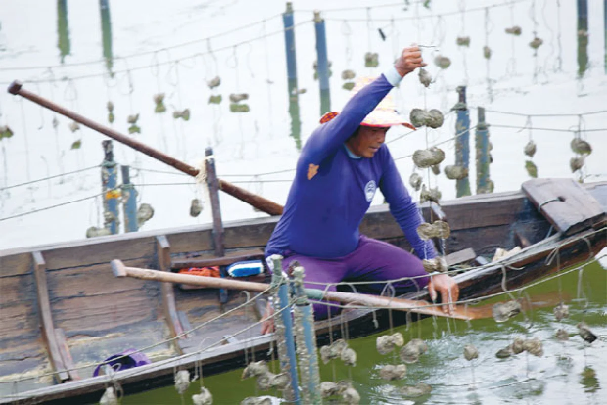 ฟาร์มหอยนางรม