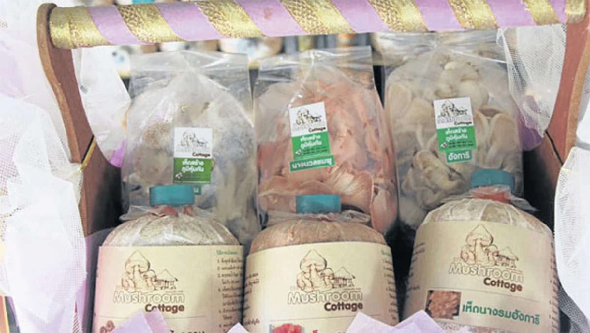 กระท่อมเห็ดทำเงินอาชีพเสริมของคนเช่างฝัน